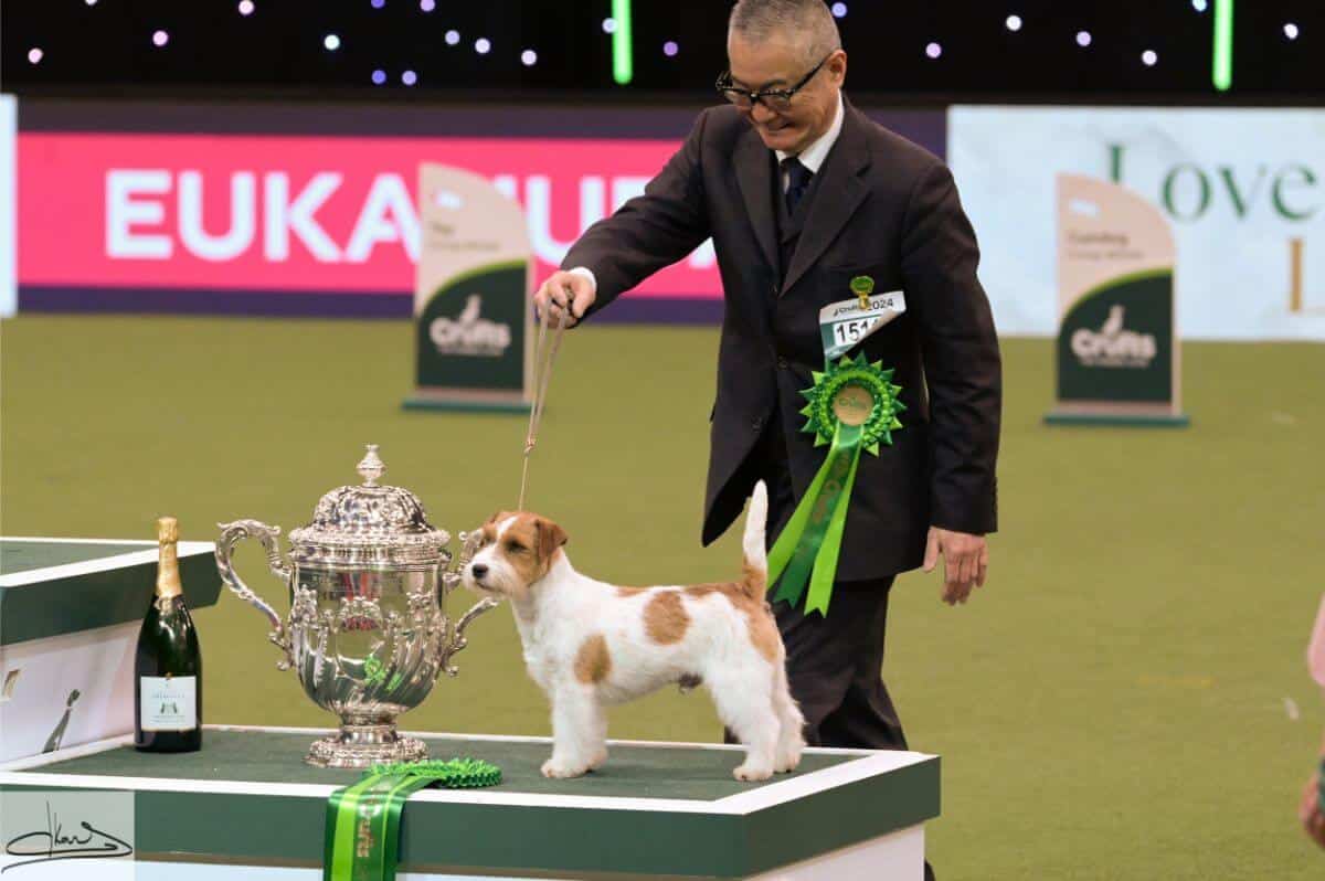 Crufts 2024 RESERVE BEST IN SHOW Multi. Ch. Original Master’s Voice Lovesong Monamour Jack Russell Terrier Ms. Kao Miichi