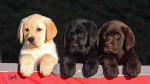 Three Loretta Labrador Retriever puppies.