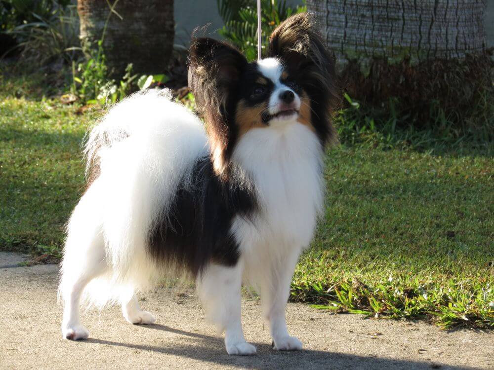 Papillon dog standing outside in the yard, looking up.