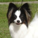 Close up photo of a Papillon dog "Laney" standing outside.