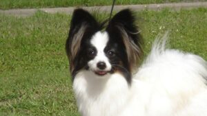 Close up photo of a Papillon dog "Laney" standing outside.