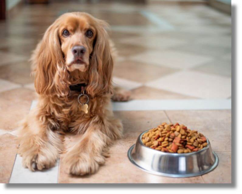 A Dog lying on the ground in the house with a bowl of dog food beside him.