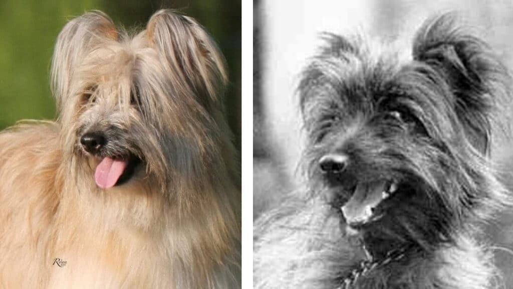 Two side-by-side photos of the rough-faced Pyrenean shepherd head.