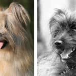 Two side-by-side photos of the rough-faced Pyrenean shepherd head.