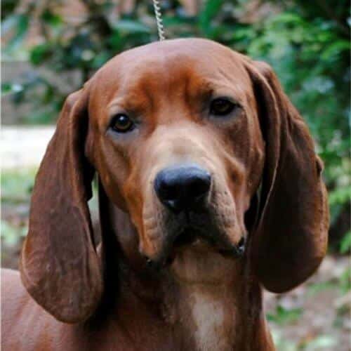 Close-up head photo of a Redbone Coonhound.