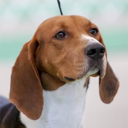 Close-up head photo of a Treeing Walker Coonhound.