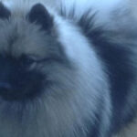 The Keeshond