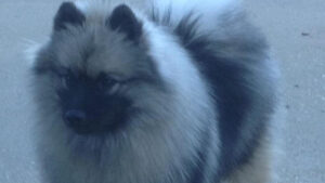 The Keeshond
