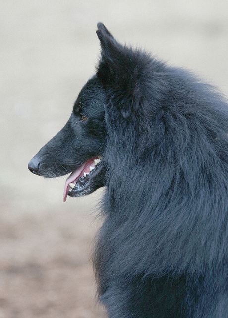 Close-up side profile of a Belgian Sheepdog