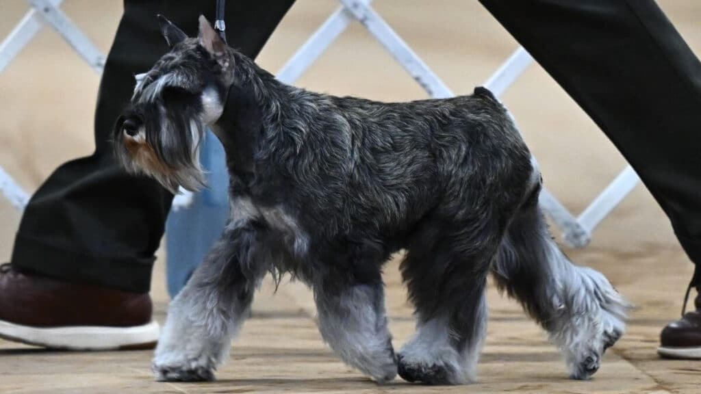American Miniature Schnauzer Club's 2024 Roving Specialty