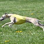 Utah Sighthound Racing and Coursing Club | South Jordan, UT
