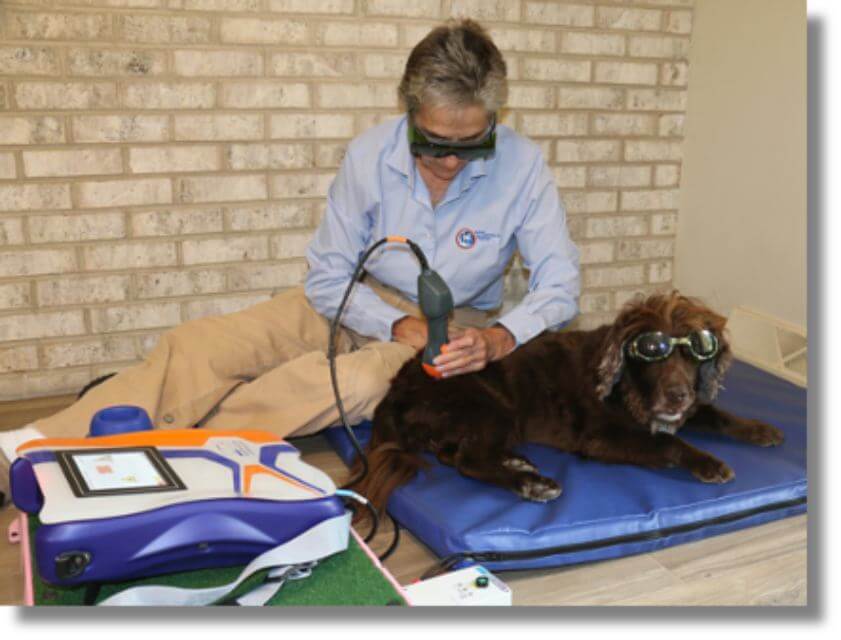 A dog receiving laser therapy, with the therapist using the correct precautions against errant light for both herself and the dog.