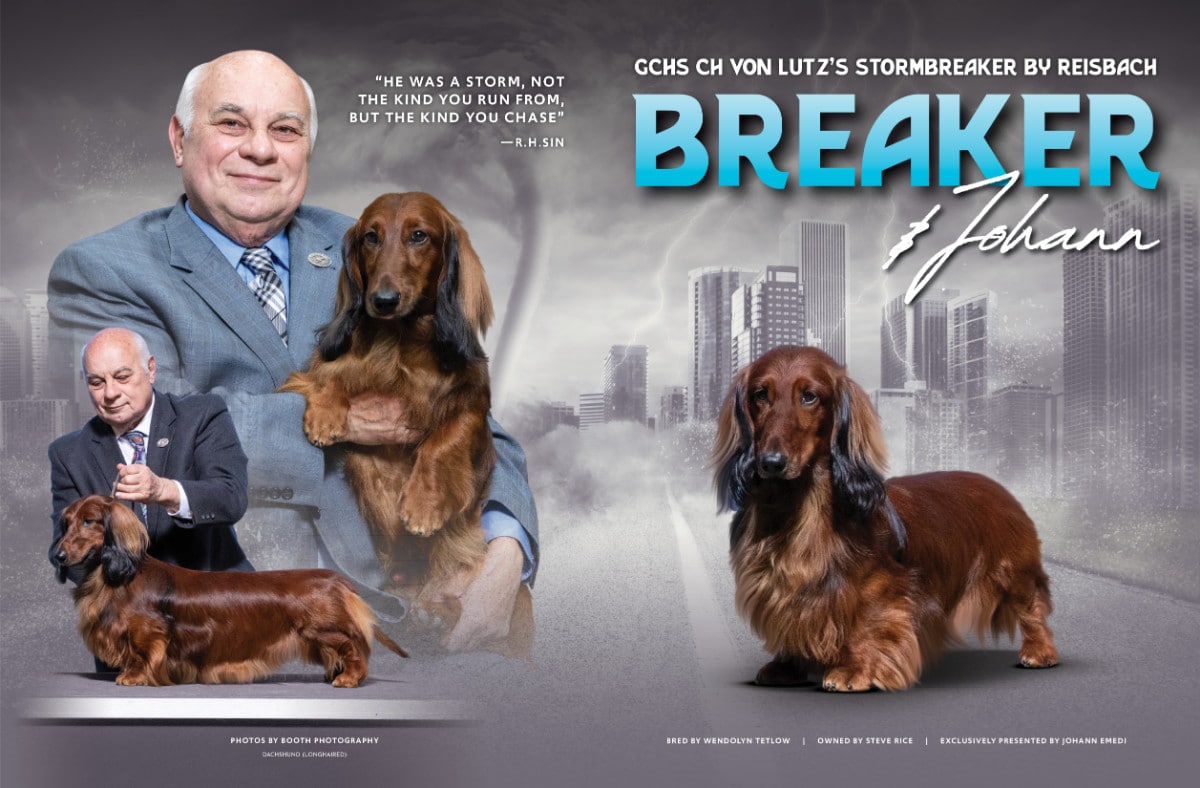 Showsight Magazine Dog Shows & Show Dogs News & Info