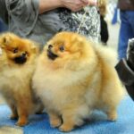 Two Pomeranian dogs at a grooming table during a dog show.