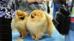 Two Pomeranian dogs at a grooming table during a dog show.