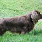 Side photo of a Sussex Spaniel standing outside in the grass.