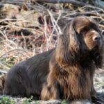 Side photo of a Sussex Spaniel sitting outside.