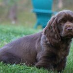 Sussex Spaniel puppy sitting outside in the grass.