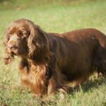 Sussex Spaniel dog standing outside in the grass.