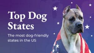 Top Dog States: The most dog-friendly states in the US