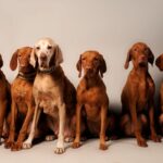 Several Vizsla dogs sitting closely together in a group.