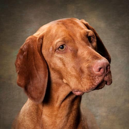 Head photo of a Vizsla dog