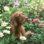 A Vizsla sitting among colorful flowers in a lush garden, looking to the side.