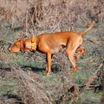 A brown Vizsla with a collar sniffing through tall grass and dry plants in a field.