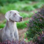 A Weimaraner dog standing in front of bushes.