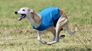 Whippet in Lure Coursing.