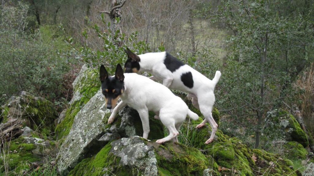 Toy Fox Terriers