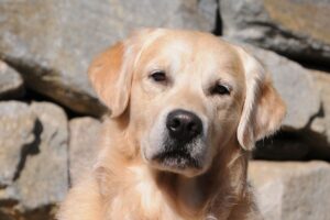 Close-up head photo of a Golden Retriever with rocks in the background.