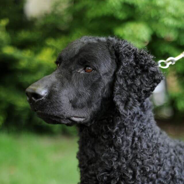Judging the Curly-Coated Retriever
