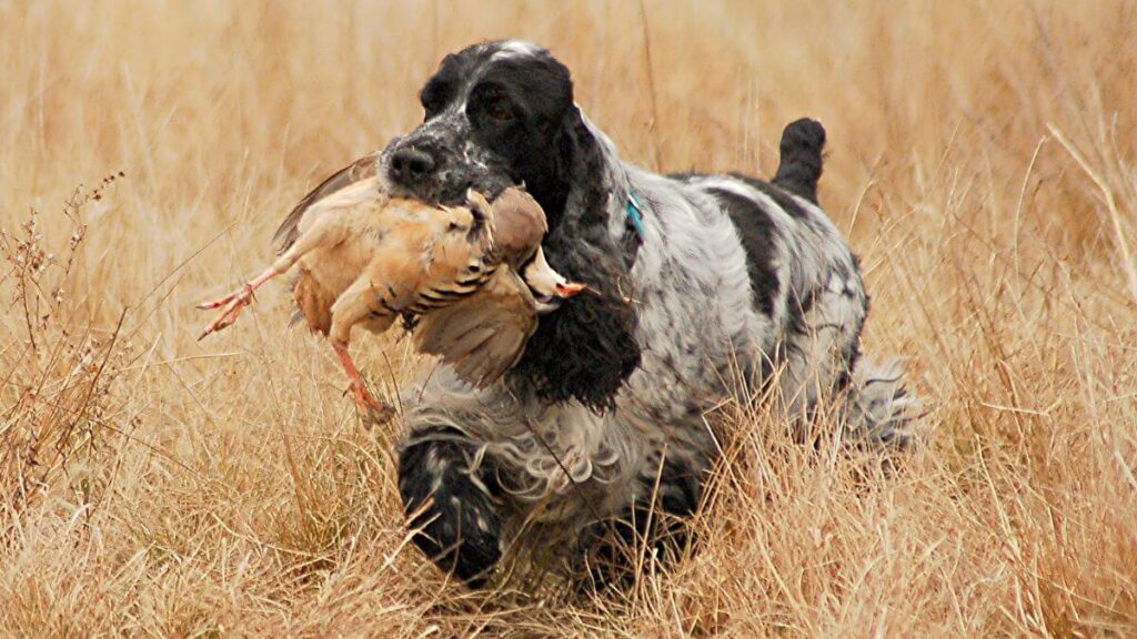 English Cocker Spaniel holding quail in its mouth, outside in the field.
