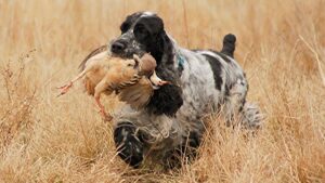 English Cocker Spaniel holding quail in its mouth, outside in the field.