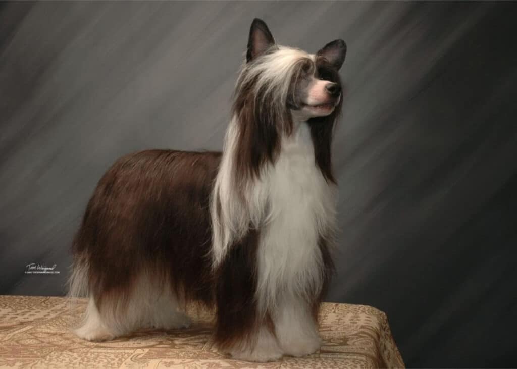 Chinese Crested