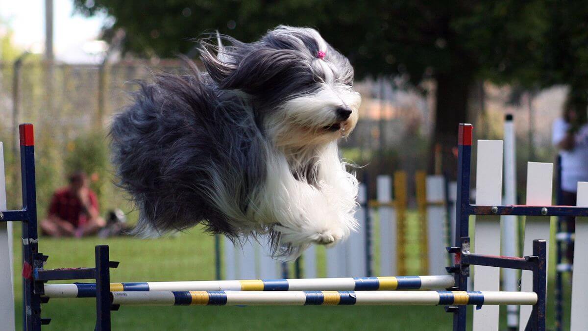 Bearded Collie jumping over an obstacle in Agility.