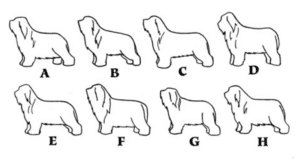 Illustration of different Bearded Collies.