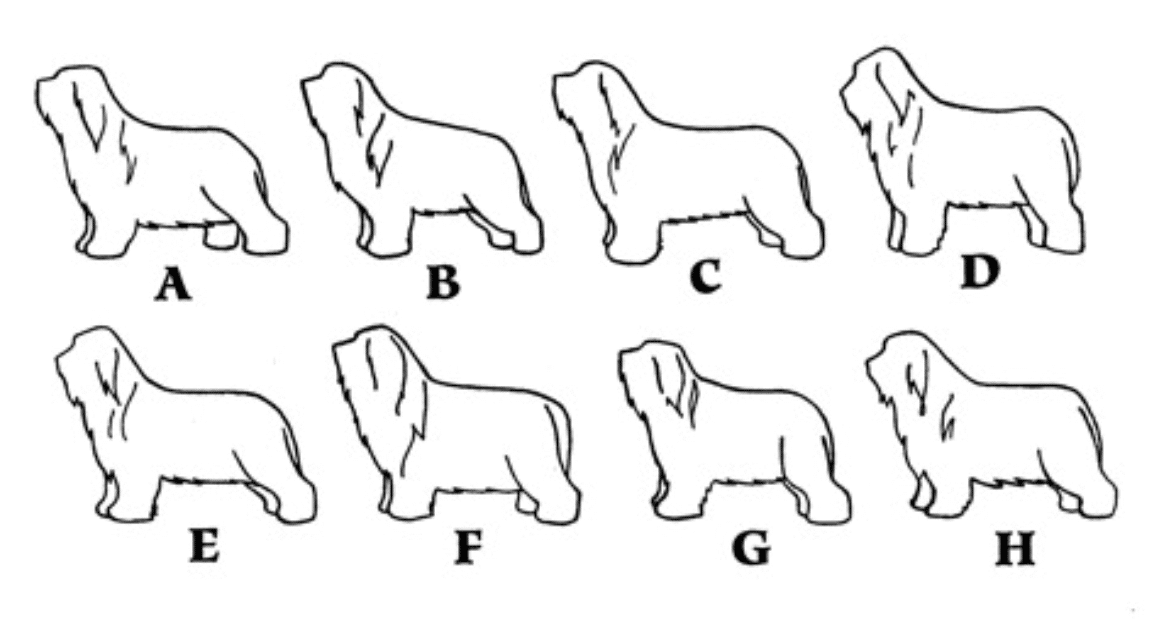 Illustration of different Bearded Collies.