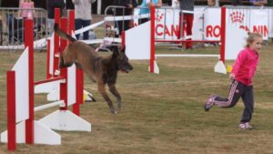Belgian Malinois jumping over an obstacle in Agility.