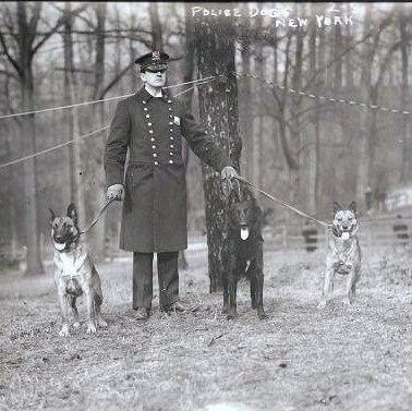 History of the Belgian Sheepdog