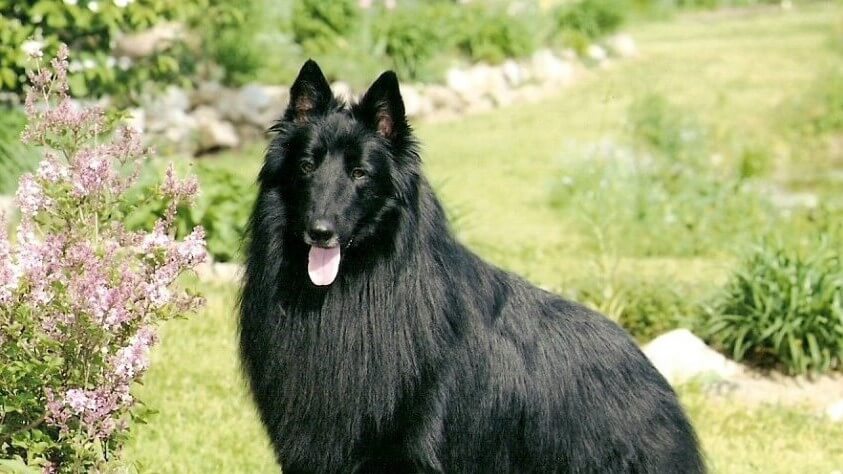 Belgian Sheepdog standing outside in the field.