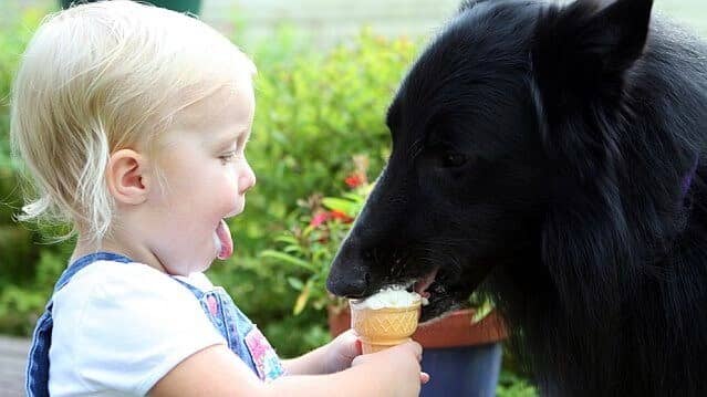 Belgian Sheepdog eating icecream out of little girl's hands.