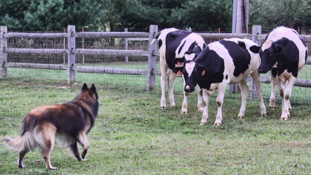 Belgian Tervuren herding cows.