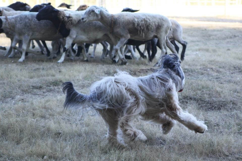 Briard Temperament