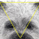 Figure 1. Ideal equilateral triangle of the Cairn head seen from direct front. The triangle is formed from the nose, through the eye positions, to the tips of the ears. (Source: CTCA Illustrated Standard available for sale through the CTCA website.)