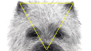 Figure 1. Ideal equilateral triangle of the Cairn head seen from direct front. The triangle is formed from the nose, through the eye positions, to the tips of the ears. (Source: CTCA Illustrated Standard available for sale through the CTCA website.)
