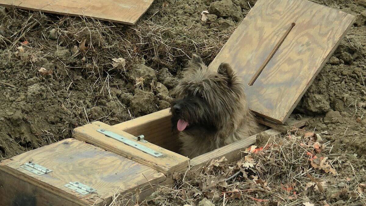 Cairn Terrier Fiona pops out of the Master Earthdog Tunnel.