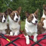 Four Cardigan Welsh Corgis sitting in a red chair.