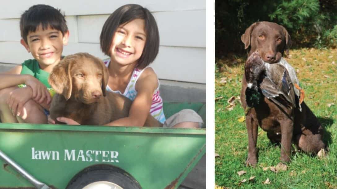 Chesapeake Bay Retriever